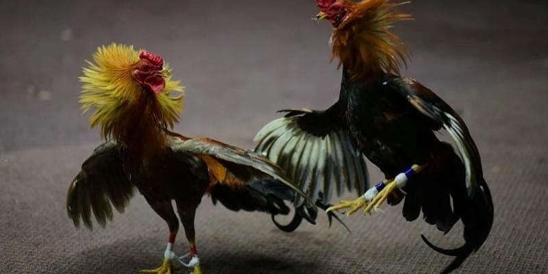 Cac sanh da ga Gasv999 dang hop tac doc quyen